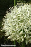 Allium stipitatum 'Album'