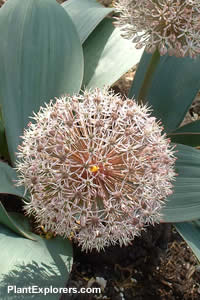 Allium karataviense