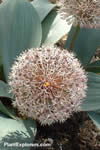 Allium karataviense