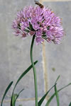 Allium stellatum