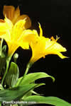 Alstroemeria aurea