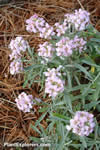 Alyssum spinosum var. roseum
