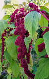 Amaranthus caudatus