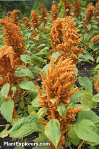 Amaranthus hypochondriacus