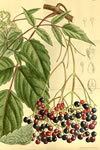 Ampelopsis megalophylla