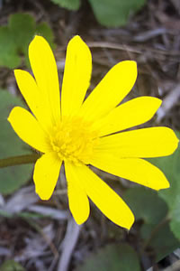 Anemone palmata