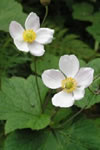 Anemone vitifolia