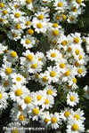 Anthemis cretica
