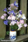 Aquilegia x hybrida 'm�lange'