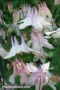 Aquilegia caerulea 'rose'
