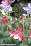 Aquilegia  McKana Group