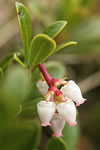 Arctostaphylos uva-ursi