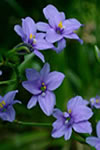 Aristea ecklonii