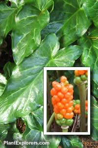 Arum  italicum