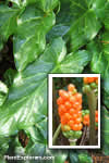 Arum  italicum