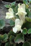 Asarina procumbens