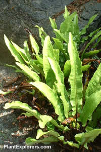 Asplenium scolopendrium