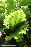 Asplenium scolopendrium 'Kaye's Lacerated'