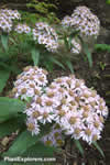 Aster albescens