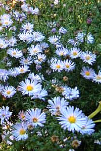 Aster novi-belgii