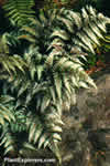 Athyrium nipponicum var pictum