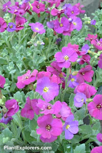 Aubrieta x cultorum