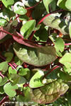 Basella rubra