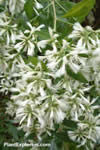 Baccharis halimifolia
