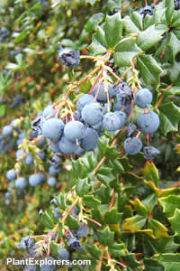 Berberis darwinii