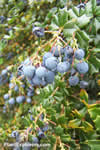 Berberis darwinii