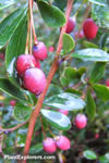 Berberis morrisonensis
