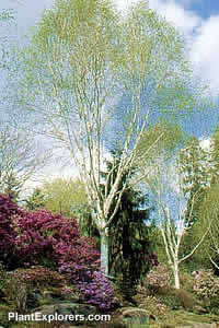 Betula utilis var. jacquemontii