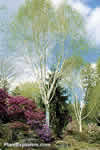 Betula utilis var. jacquemontii