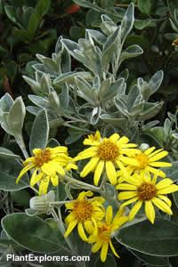 Brachyglottis 'Dunedin Group'