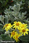 Brachyglottis 'Dunedin Group'