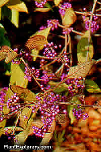Callicarpa bodinieri