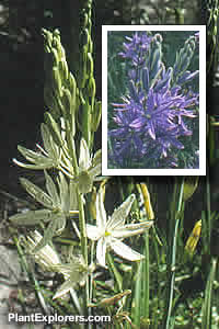 Camassia leichtlinii