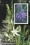 Camassia leichtlinii