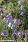 Campanula rotundifolia