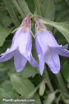 Campanula sarmatica