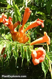 Campsis radicans