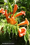 Campsis radicans