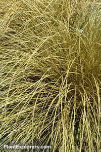 Carex flagellifera