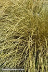 Carex flagellifera