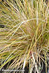 Carex testacea