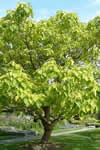 Catalpa bignonioides 'Aurea'