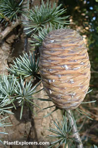 Cedrus libani