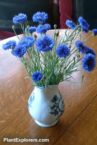 Centaurea cyanus
