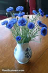 Centaurea cyanus