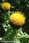 Centaurea macrocephala